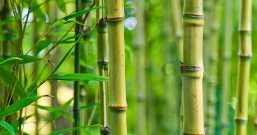 Cara Berkembang Biak Bambu Referensi Bebas