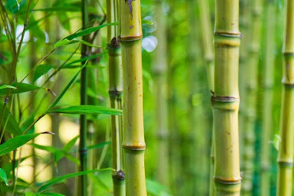 Agustus 2016 Agustus 2016