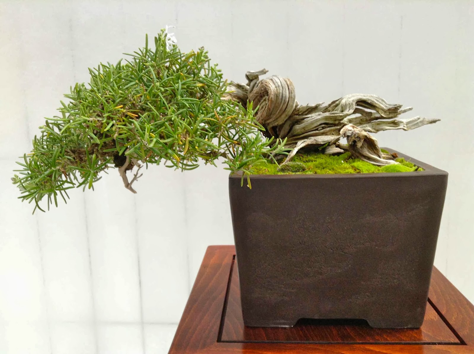 Différemment Bonsai Expo Albi