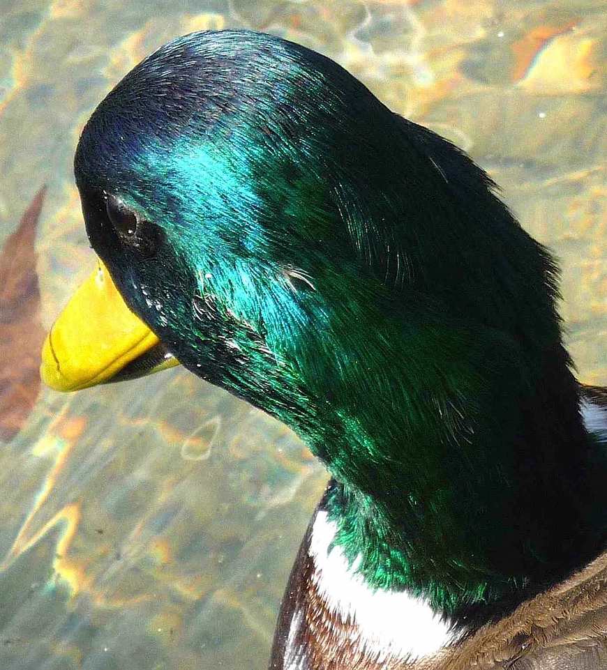 duck feathers green duck feathers, a photograph