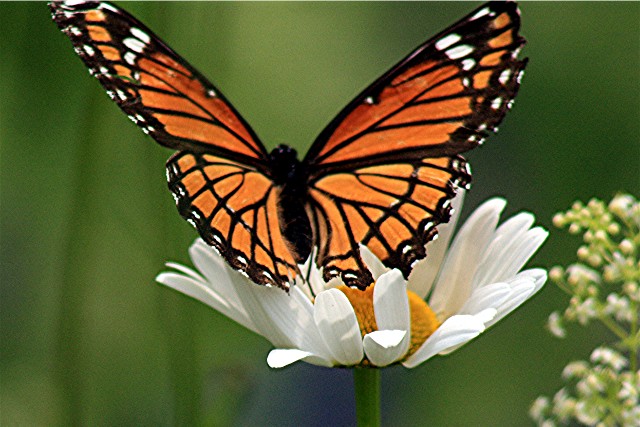 butterfly air force ones nike