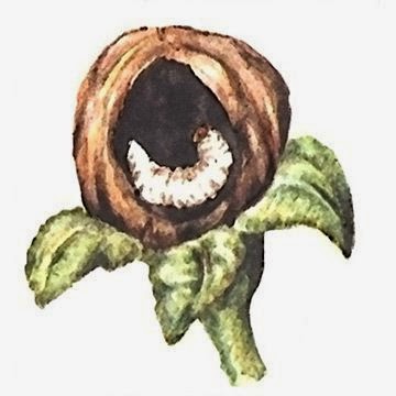 Яблонный цветоед (Anthonomus pomorum)
