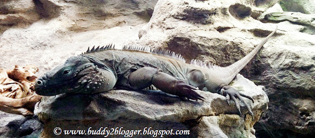 Blue Iguanas Shedd Aquarium Blue Iguanas Shedd Aquarium