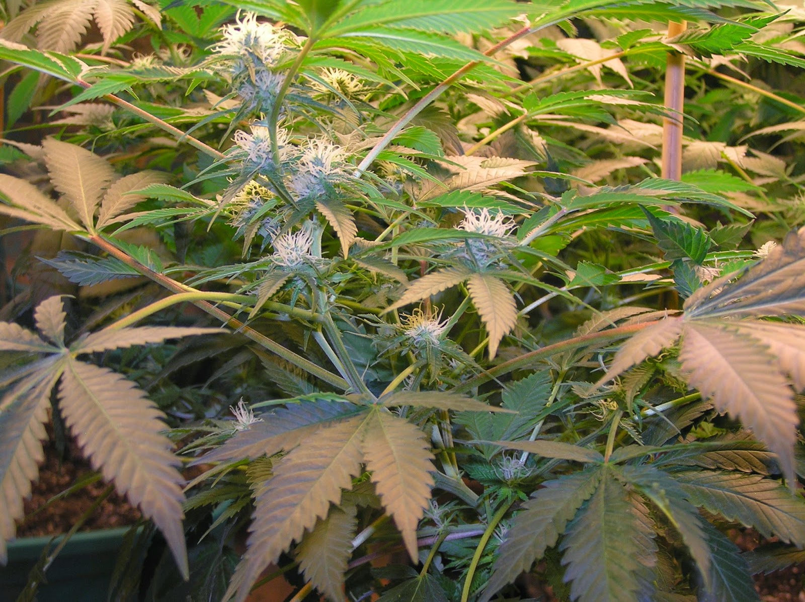 Grow Lights for Stealth and Indoor Growing! Super Powerful Grow Lights