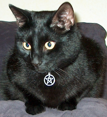 April Shadduck's Mischief & Magick: Book Series Page: Black Cats Folklore - Witches - Beliefs 