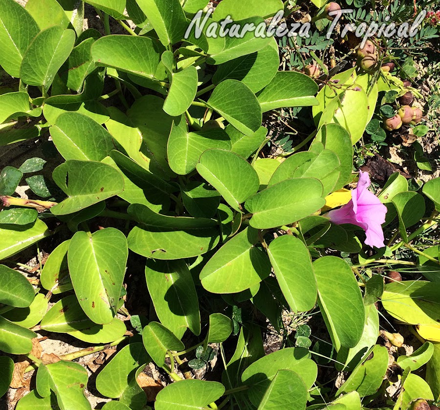 Vista de la planta Bejuco de Playa, Ipomoea pes-crapae