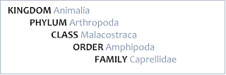 Kingdom: Animalia; Phylum: Athropoda; Class: Malacostraca; Order: Amphipoda; Family: Caprellidae.