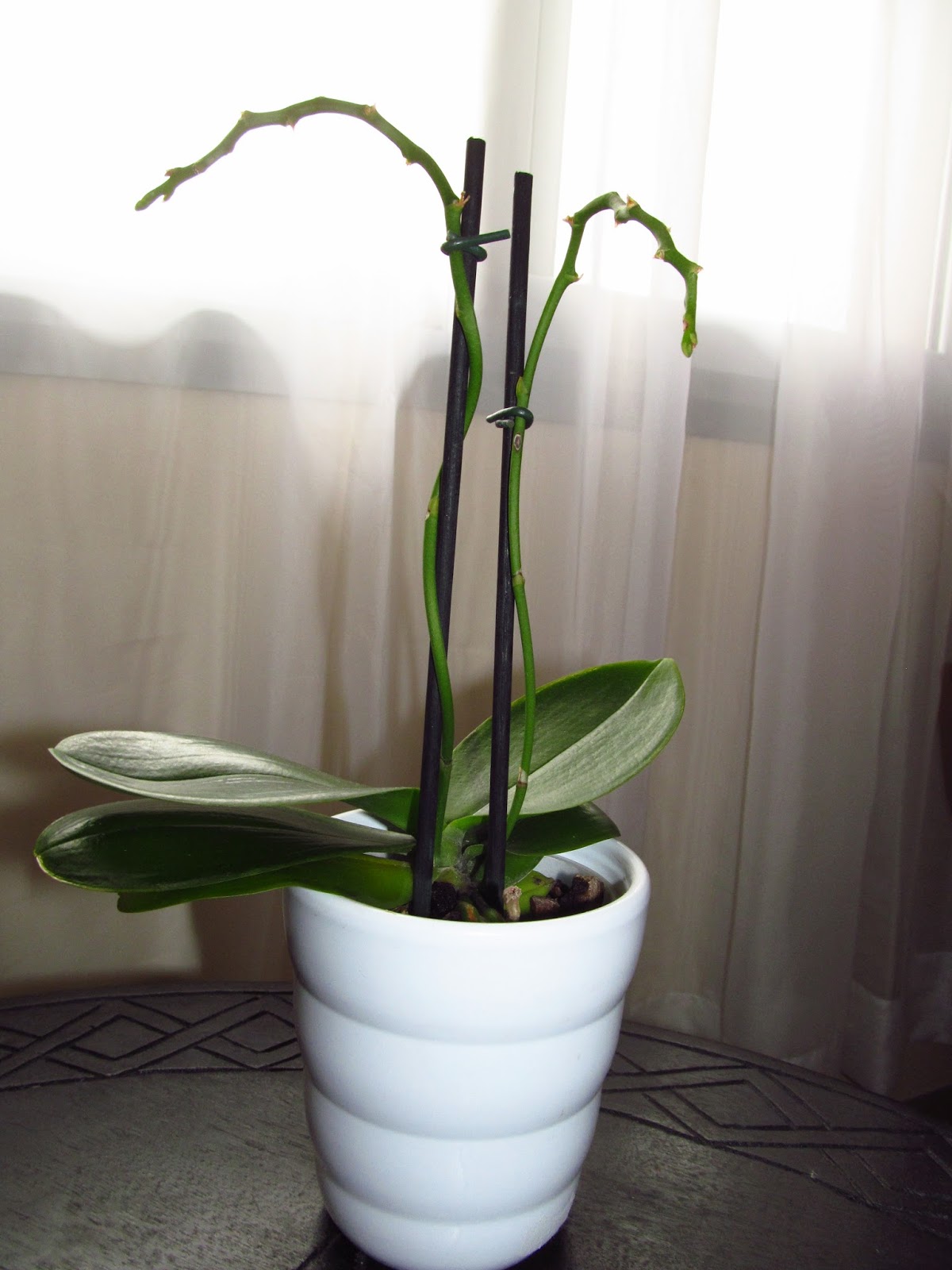 Project Orchid Bloom Bud Blast