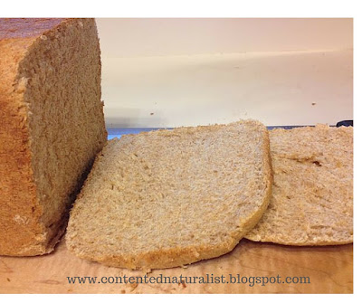 The bread has a nice even crumb, or texture, without air pockets and dense lumps.