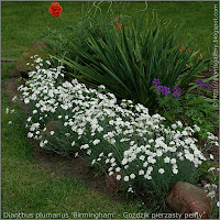 Dianthus plumarius 'Birmingham' - Goździk pierzasty pełny