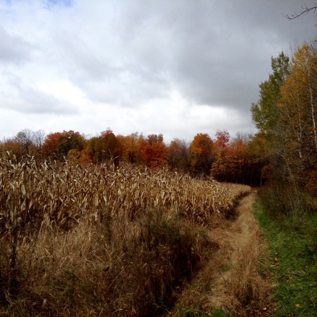 Shifting Into Fall: moody skies and fall colours. moody skies and fall colours.