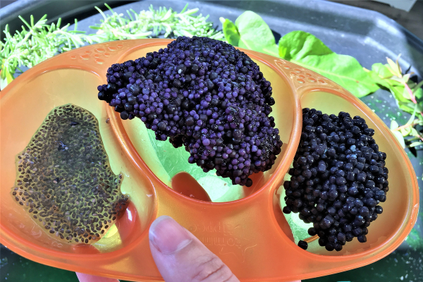 How to make three types of frog spawn for sensory play