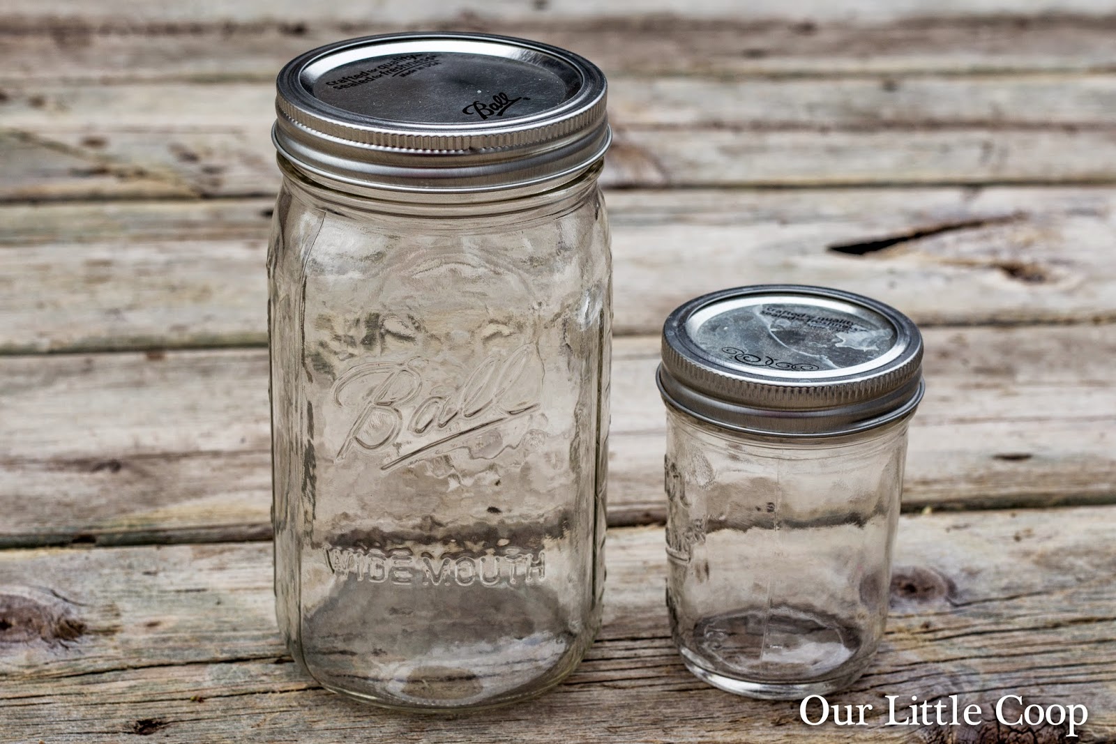 Our Little Coop Ant Farm in a Mason Jar