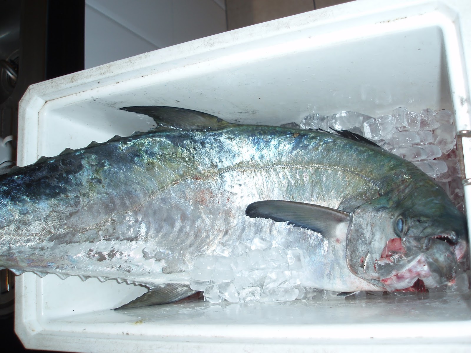 Mackerel Ice Fish Information Highlight Mackerel Fish Frozen, Frozen
