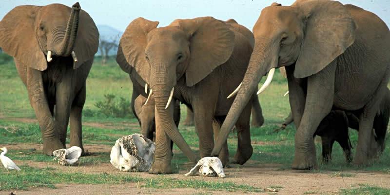 Elefanter pusler om rester af døde artsfæller