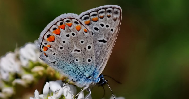 Butterflies Of Turkey Polyommatus Thersites okg zl Menek emavisi butterflies-of-turkey-polyommatus-thersites-okg-zl-menek-emavisi