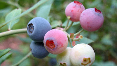 What Does A Blueberry Flower Look Like
