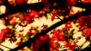 Amazing nature hq pictures Amazing nature hq pictures