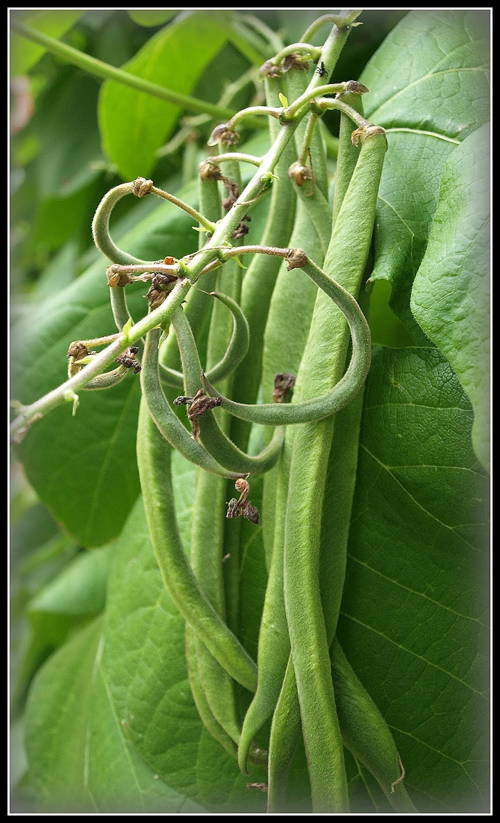 Mark's Veg Plot Runner Beans a comparison
