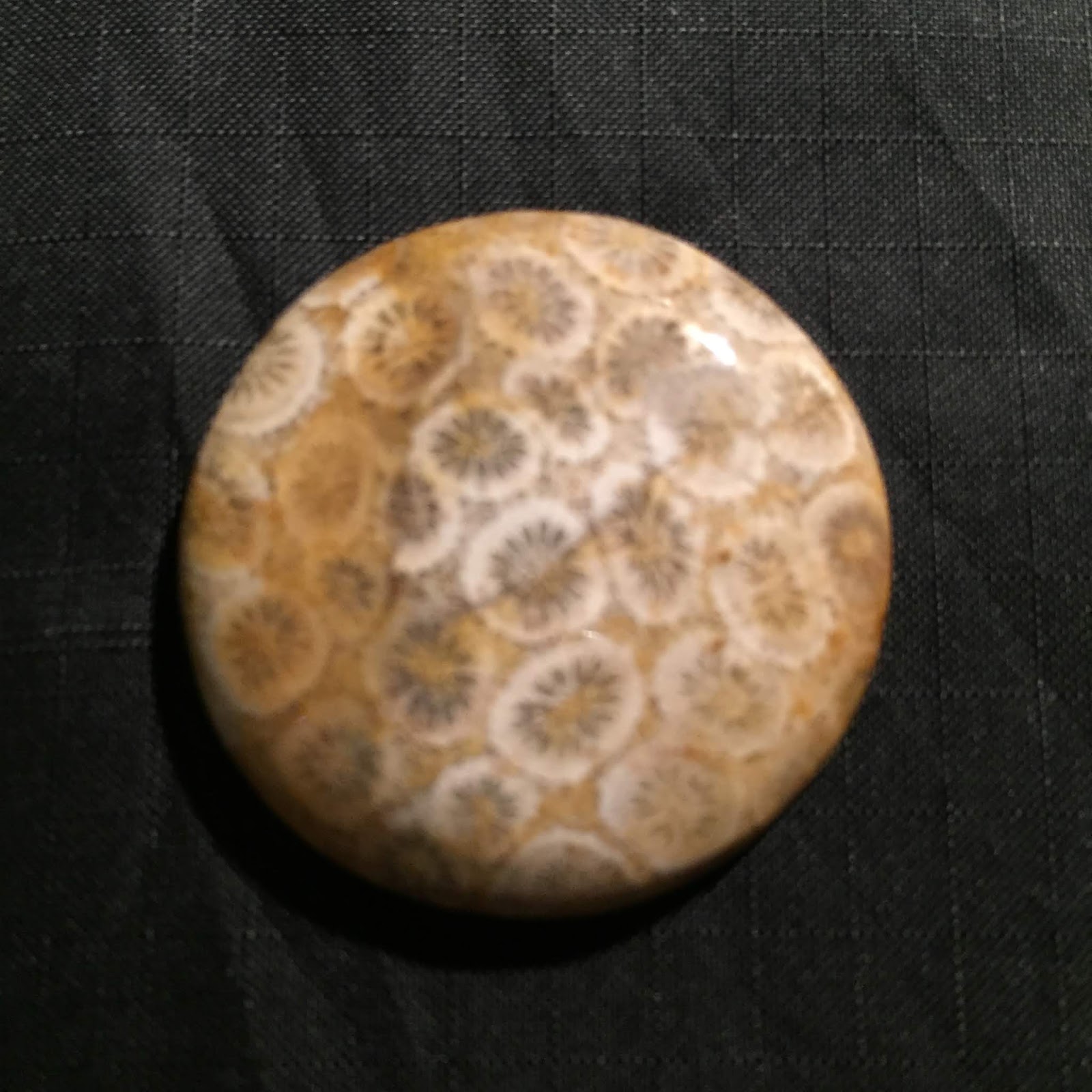Light Of Stone 石の輝き 129 Coral Fossil サンゴ化石