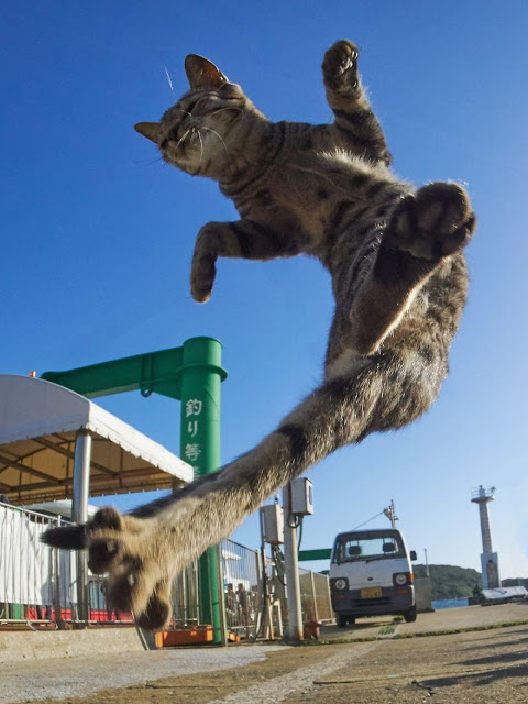 Chụp lén các boss mèo tập võ luyện chưởng