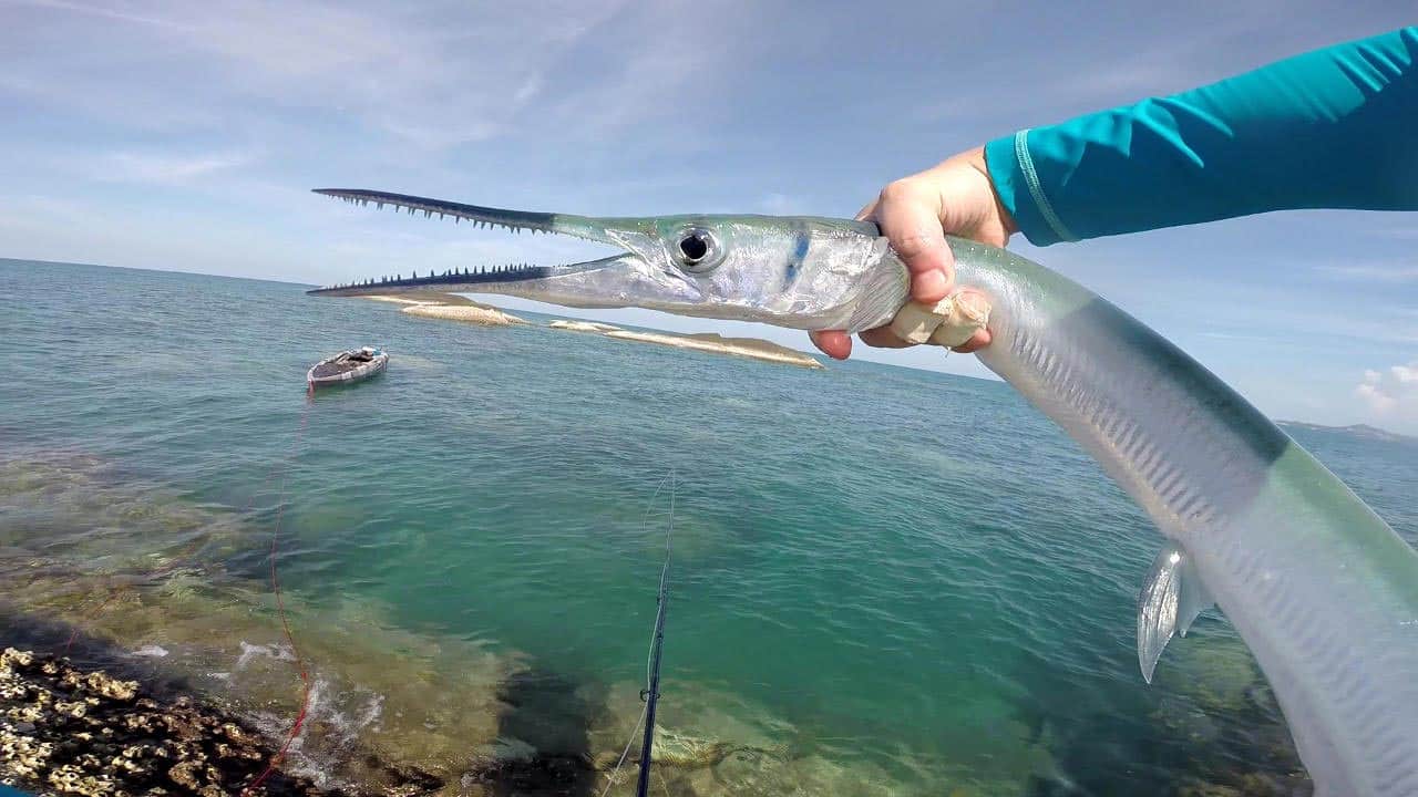 рыба игла. рыба игла большая. рыба игла черное море сарган. рыба игла фото. рыба игла зеленуха.