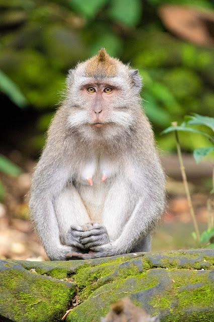 Scimmie nella Monkey forest-Ubud-Bali