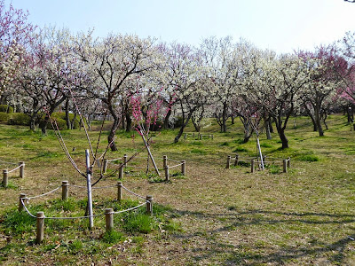 山田池公園 梅林（花木園）