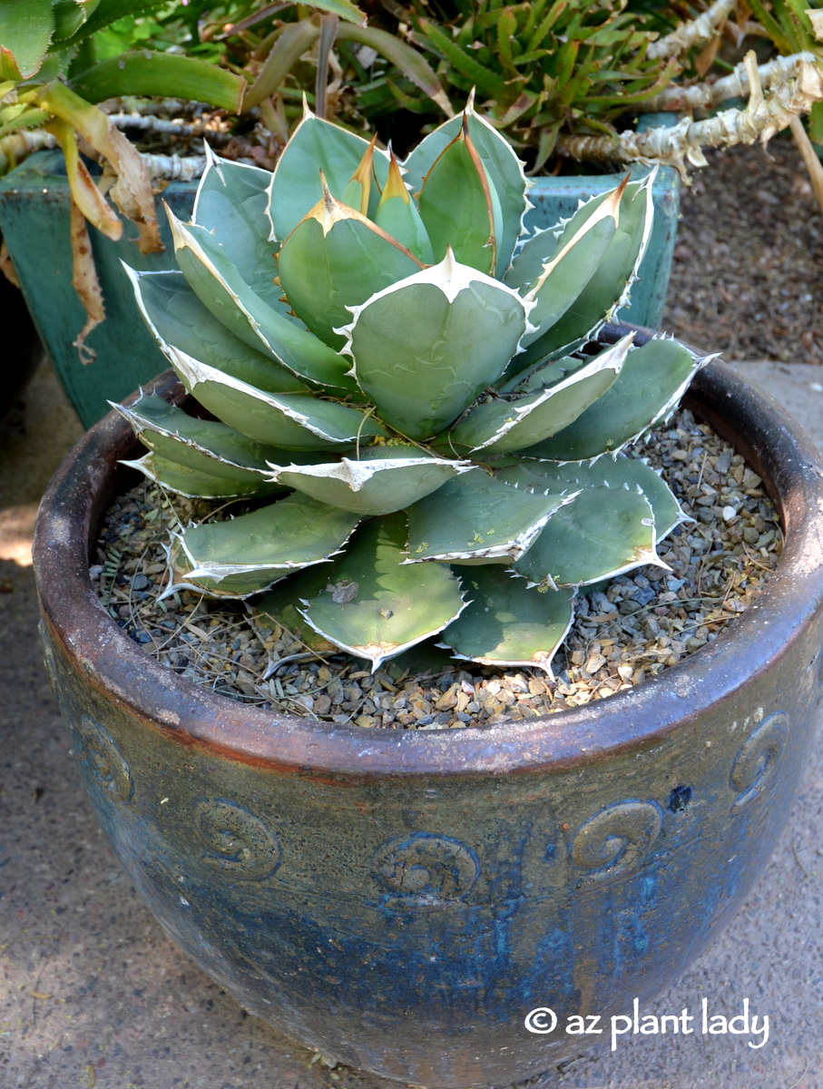 Small Agaves Perfect for Containers Ramblings from a