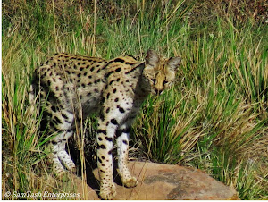 Serval Cat - Lotheni