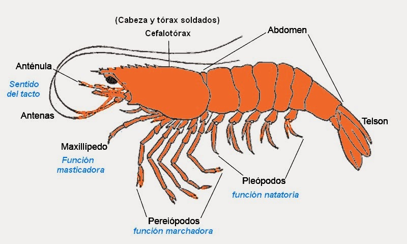 anatomia_crustaceo.bmp