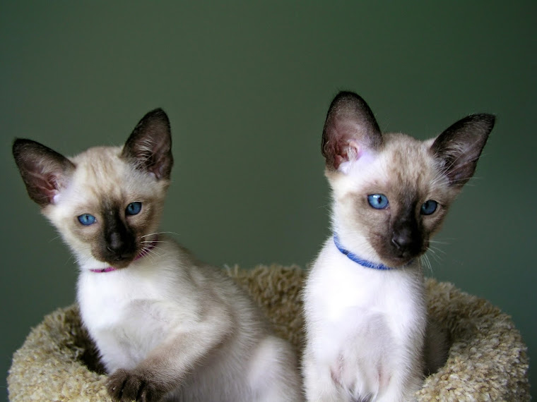 Carolina Blues Cattery Siamese Kittens for Sale Siamese Kittens for