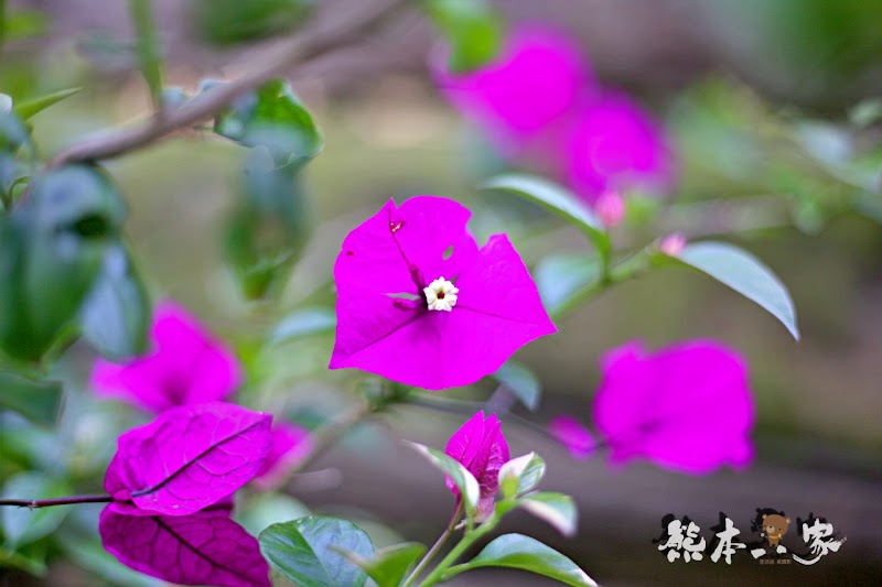 苗栗三義龍騰村百年大院古厝|焉美術行館|老屋重生傳統與現代的融合