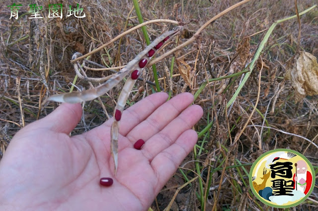 紅豆自然乾燥枯黃期18週 