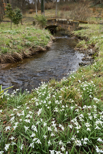Snowdrops and winding stream at Howick Hall in Northumberland by Martyn Ferry Photography