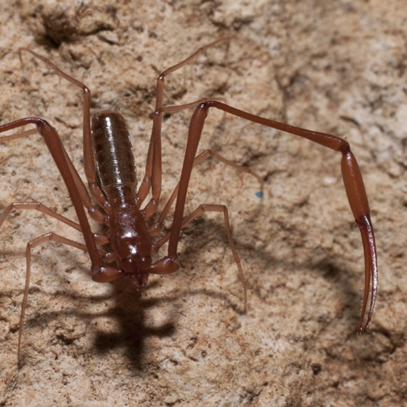 Species New to Science [Arachnida • 2018] Antillobisium tomasi • A New