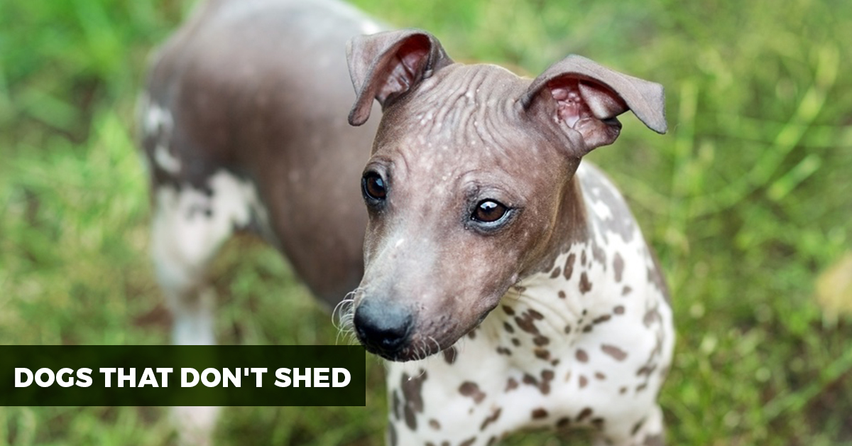 minimal shedding
