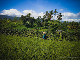 Young Farmer Walking In The Rice Fields At Ringdikit Farmfield, North Bali, Indonesia