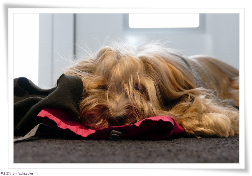 [Hundeblog] Einfach Socke Wieviel Kleidung braucht ein Tibet Terrier?