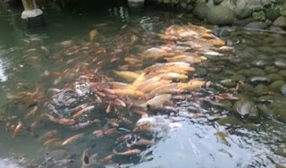 99 Arti Mimpi Melihat Kolam Banyak Ikannya Menurut Islam Dan Primbon Info Mimpi 99 Arti Mimpi Melihat Kolam Banyak Ikannya Menurut Islam Dan Primbon Info Mimpi