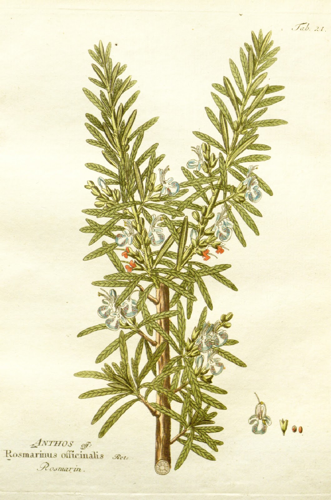 Biodiversity Heritage Library for Europe: Spice of the Week: Rosemary