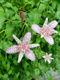 Toad lily Tricyrtis hirta detail Fall blooming perennials Garden muses--a Toronto gardening blog