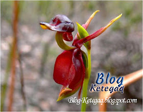 Flying Duck Orchid