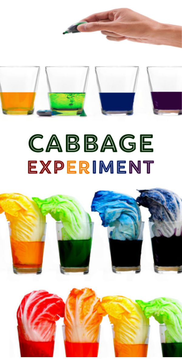 Teach kids about plants and how they thrive with this cabbage rainbow experiment for kids!  This activity requires few items, making it easy to create at home or at school.  Making a cabbage rainbow is great science fair project, too! #cabbageexperiment #cabbagesciencefairproject #cabbagescience #lettuceexperiment #scienceexperiments #scienceexperimentskids #scienceforkids #scienceprojects #sciencefairprojects #kidsscienceexperiments #growingajeweledrose