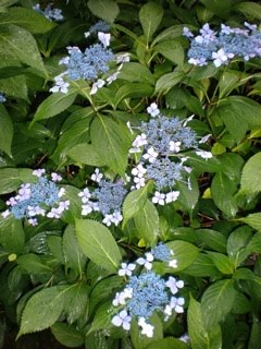 Lacecap Hydrangeas