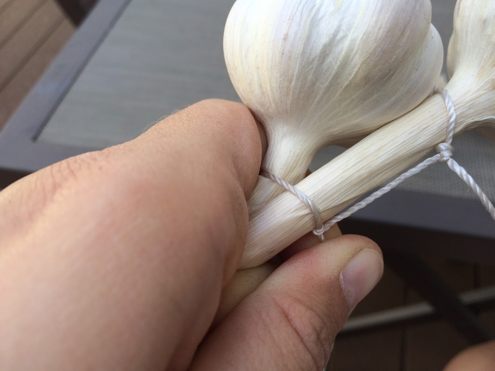 MI Lake Home Garden How to Tie HardNeck Garlic for Decorative Hanging