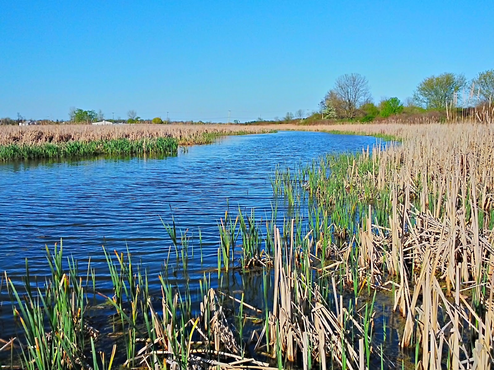 Salmon Creek waking up from winter slumber