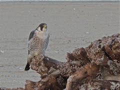 Our Peregrine Falcon at the Point