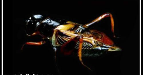 Tafsir Arti Mimpi Tentang Jangkrik Terlengkap Dan Penting Perlu Kamu  Ketahui - Mentari Bali Holiday