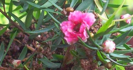 Jualan Benih Tanaman Semua Menjadi Pokok Bunga Jualan Benih Tanaman Semua Menjadi Pokok Bunga